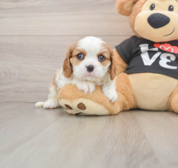 5 week old Cavalier King Charles Spaniel Puppy For Sale - Seaside Pups