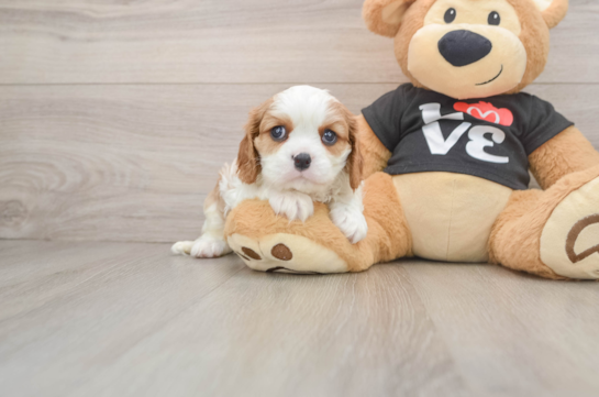 WEBSTER, a Cavalier King Charles Spaniel littermate
