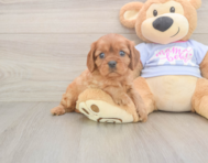 6 week old Cavalier King Charles Spaniel Puppy For Sale - Seaside Pups