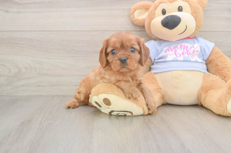 5 week old Cavalier King Charles Spaniel Puppy For Sale - Seaside Pups