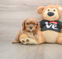 9 week old Cavalier King Charles Spaniel Puppy For Sale - Seaside Pups