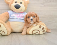 5 week old Cavalier King Charles Spaniel Puppy For Sale - Seaside Pups