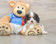 6 week old Cavalier King Charles Spaniel Puppy For Sale - Seaside Pups