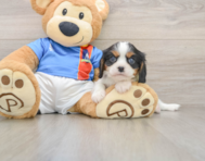 6 week old Cavalier King Charles Spaniel Puppy For Sale - Seaside Pups