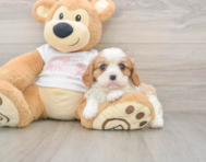 5 week old Cavalier Puppy For Sale - Seaside Pups