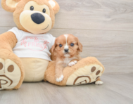 7 week old Cavalier King Charles Spaniel Puppy For Sale - Seaside Pups