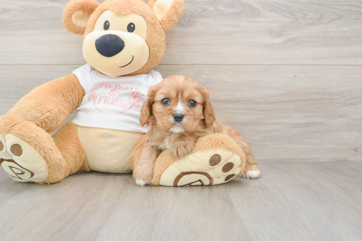 Cavalier King Charles Spaniel Pup Being Cute