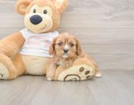 6 week old Cavalier King Charles Spaniel Puppy For Sale - Seaside Pups