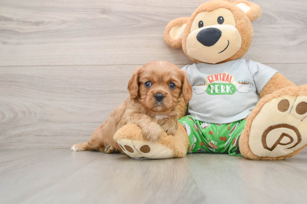 Cavalier King Charles Spaniel Pup Being Cute