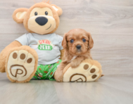 6 week old Cavalier King Charles Spaniel Puppy For Sale - Seaside Pups