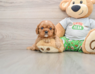 6 week old Cavalier King Charles Spaniel Puppy For Sale - Seaside Pups