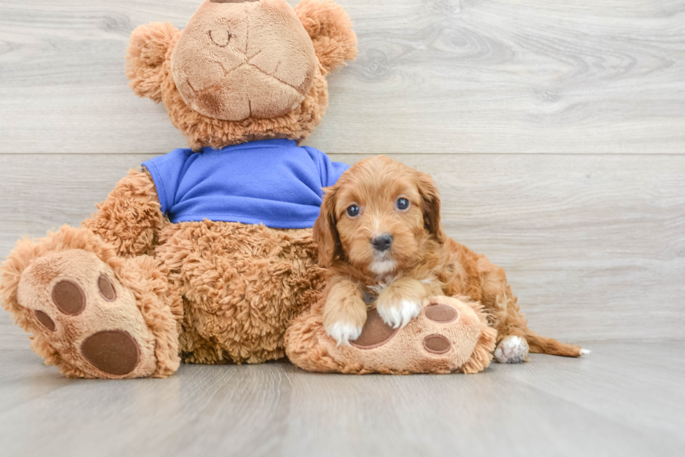 Happy Cavapoo Baby