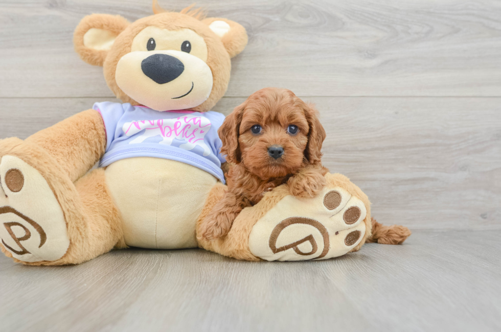 5 week old Cavapoo Puppy For Sale - Seaside Pups