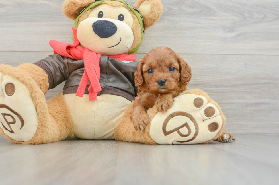 6 week old Cavapoo Puppy For Sale - Seaside Pups