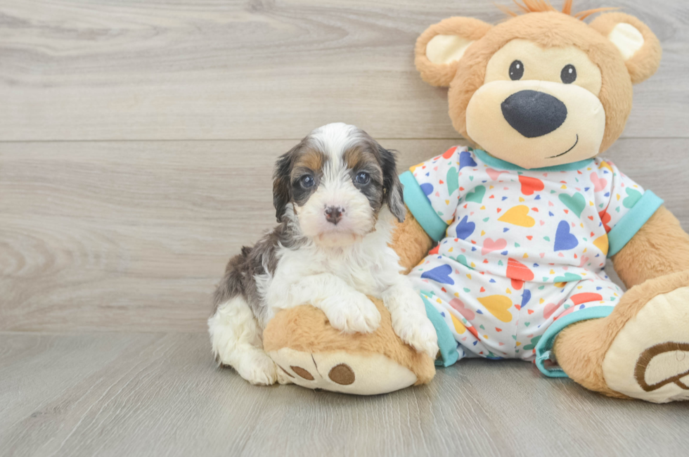 5 week old Cavapoo Puppy For Sale - Seaside Pups