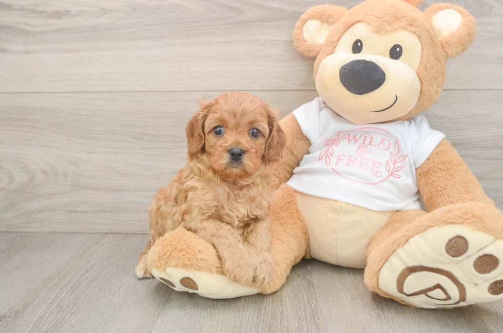 5 week old Cavapoo Puppy For Sale - Seaside Pups