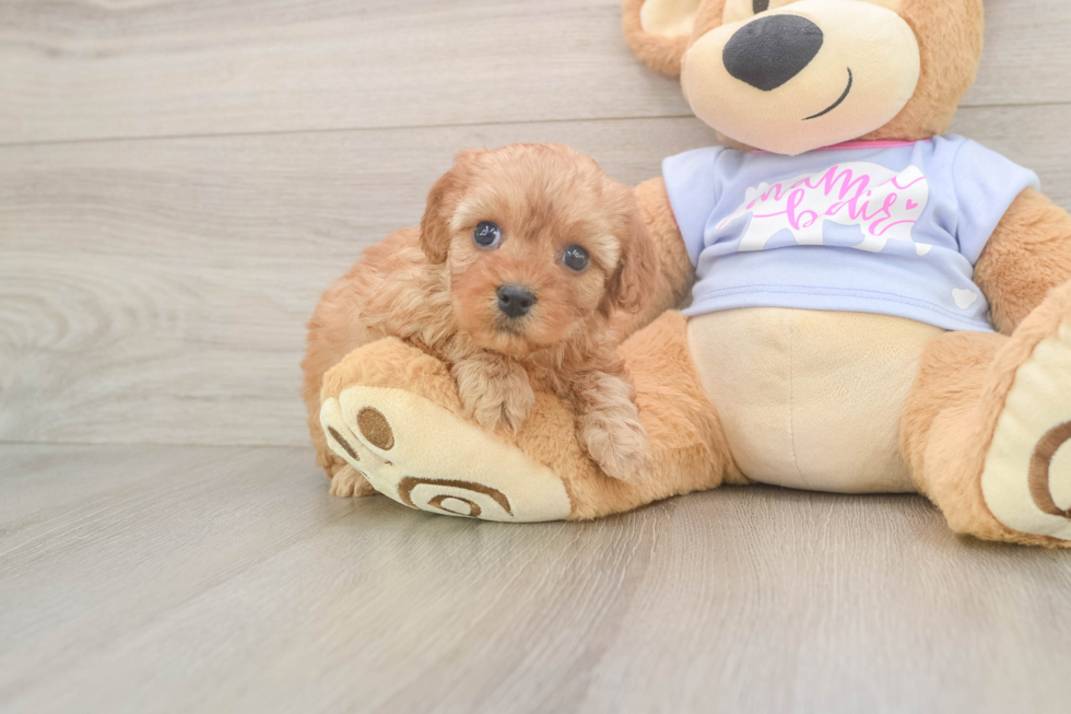 Energetic Cavoodle Poodle Mix Puppy