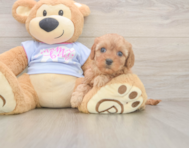 8 week old Cavapoo Puppy For Sale - Seaside Pups