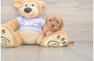 Energetic Cavoodle Poodle Mix Puppy