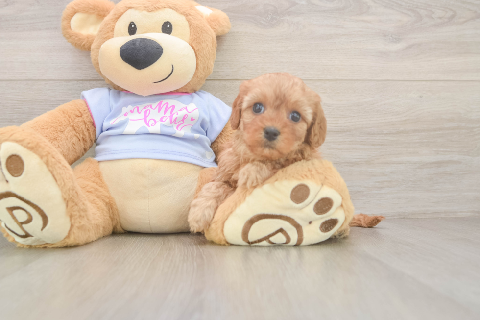 Energetic Cavoodle Poodle Mix Puppy