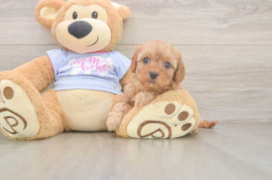 Energetic Cavoodle Poodle Mix Puppy