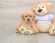 7 week old Cavapoo Puppy For Sale - Seaside Pups