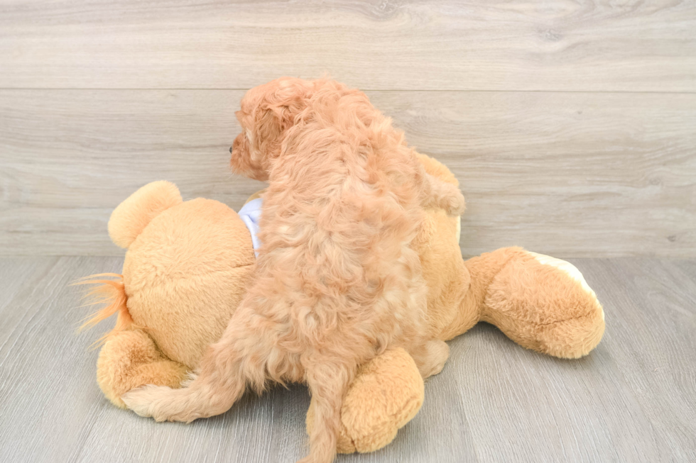 Cavapoo Pup Being Cute