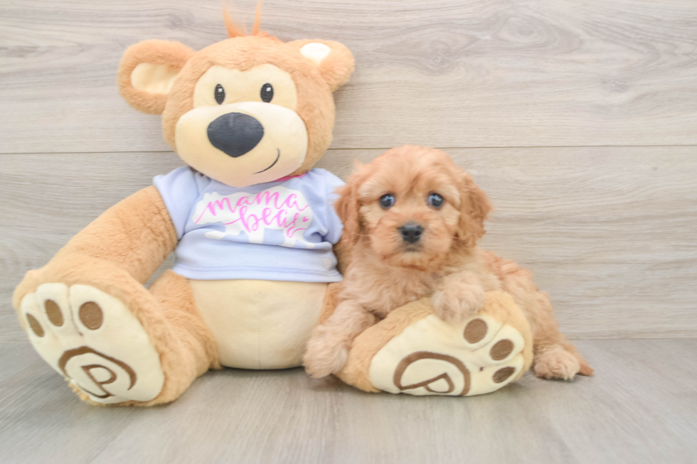 Smart Cavapoo Poodle Mix Pup