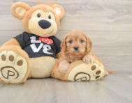 8 week old Cavapoo Puppy For Sale - Seaside Pups