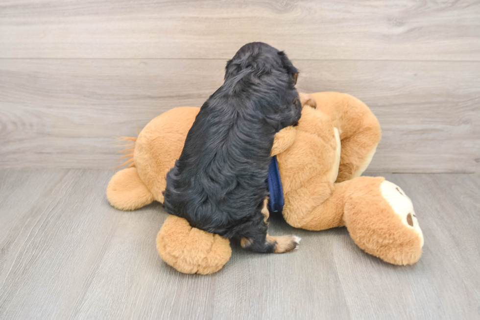 Funny Cavapoo Poodle Mix Pup