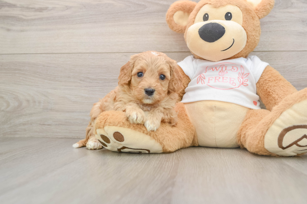 Cavapoo Puppy for Adoption