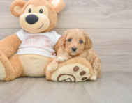 8 week old Cavapoo Puppy For Sale - Seaside Pups