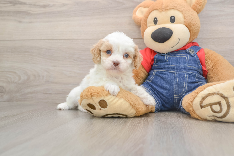 Popular Cavapoo Poodle Mix Pup