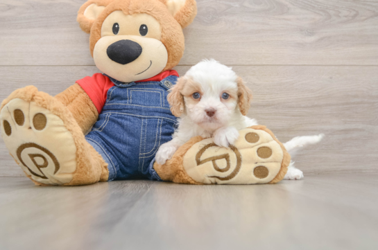 Best Cavapoo Baby
