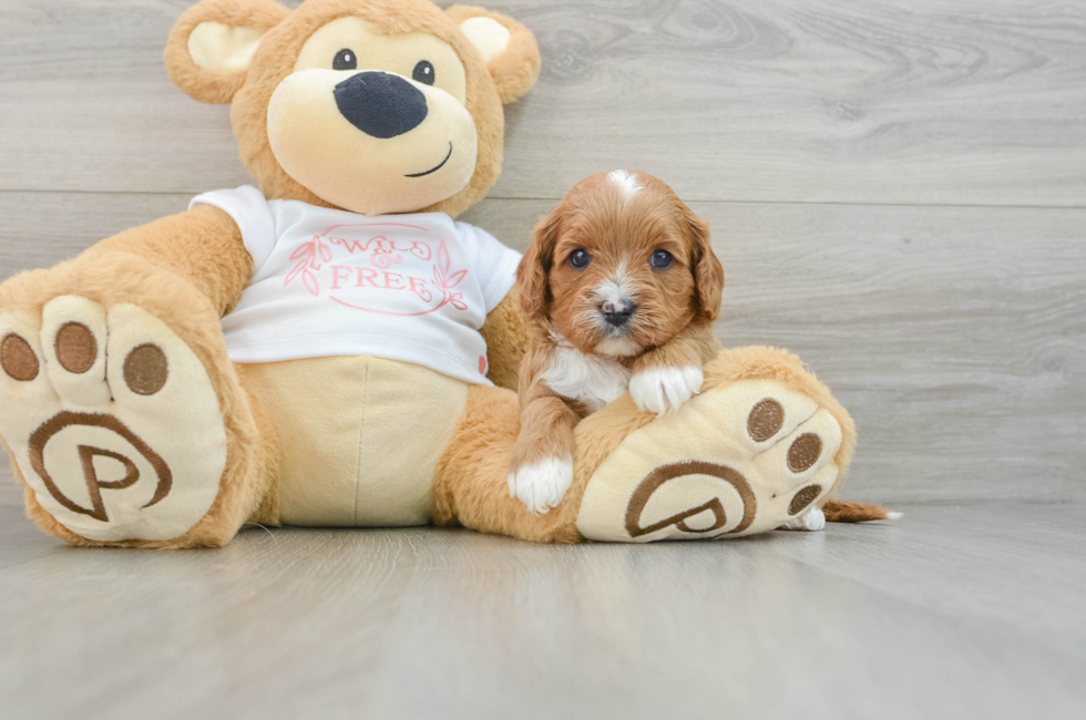 5 week old Cavapoo Puppy For Sale - Seaside Pups