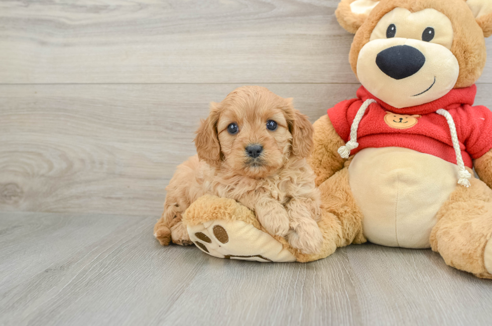 7 week old Cavapoo Puppy For Sale - Seaside Pups