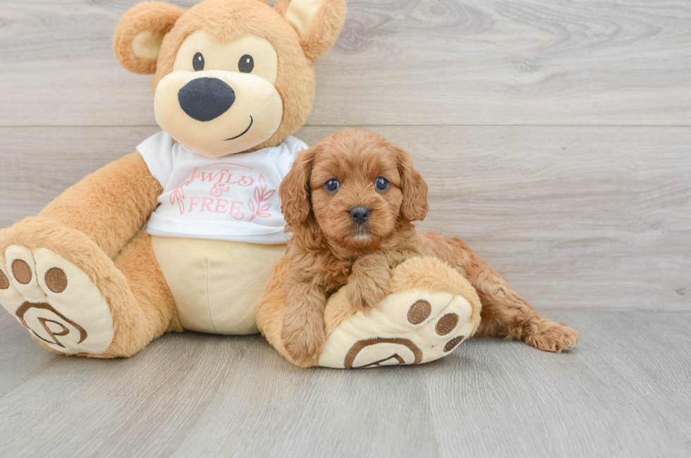 6 week old Cavapoo Puppy For Sale - Seaside Pups