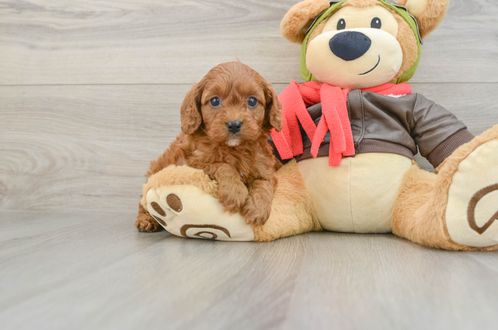 6 week old Cavapoo Puppy For Sale - Seaside Pups