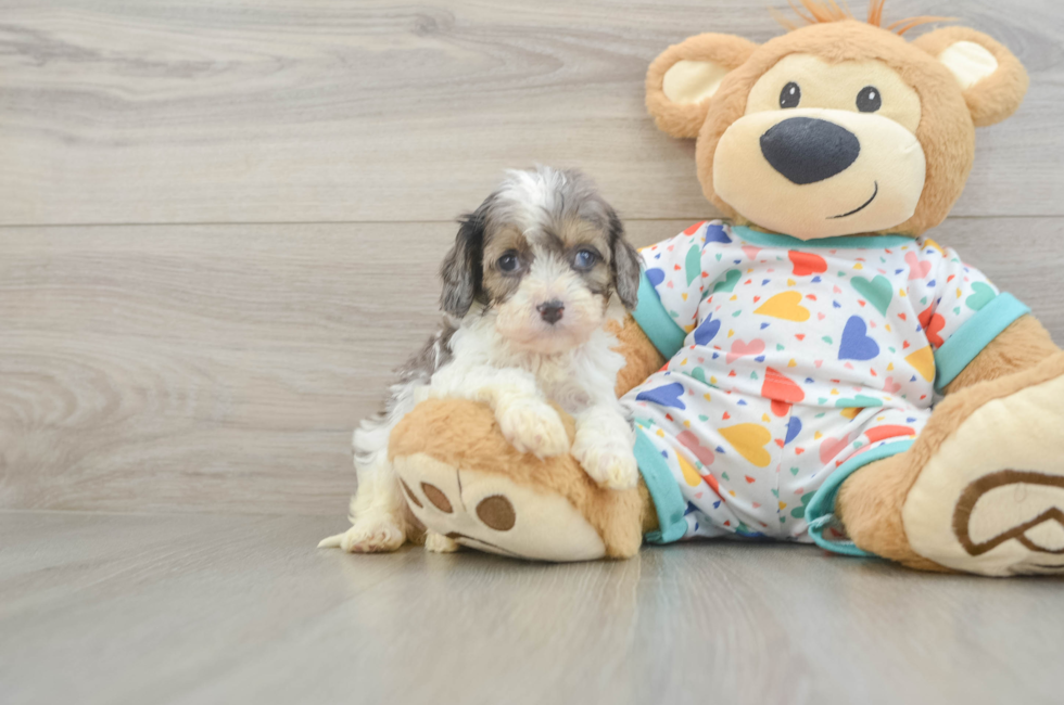 5 week old Cavapoo Puppy For Sale - Seaside Pups