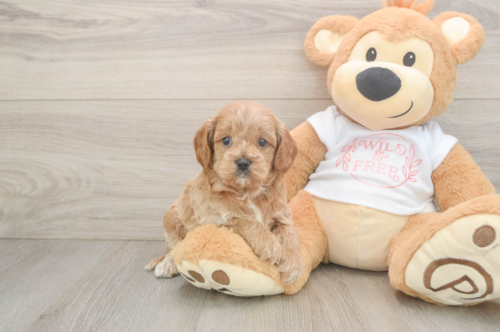 5 week old Cavapoo Puppy For Sale - Seaside Pups