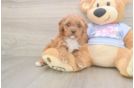 Cute Cavapoo Baby