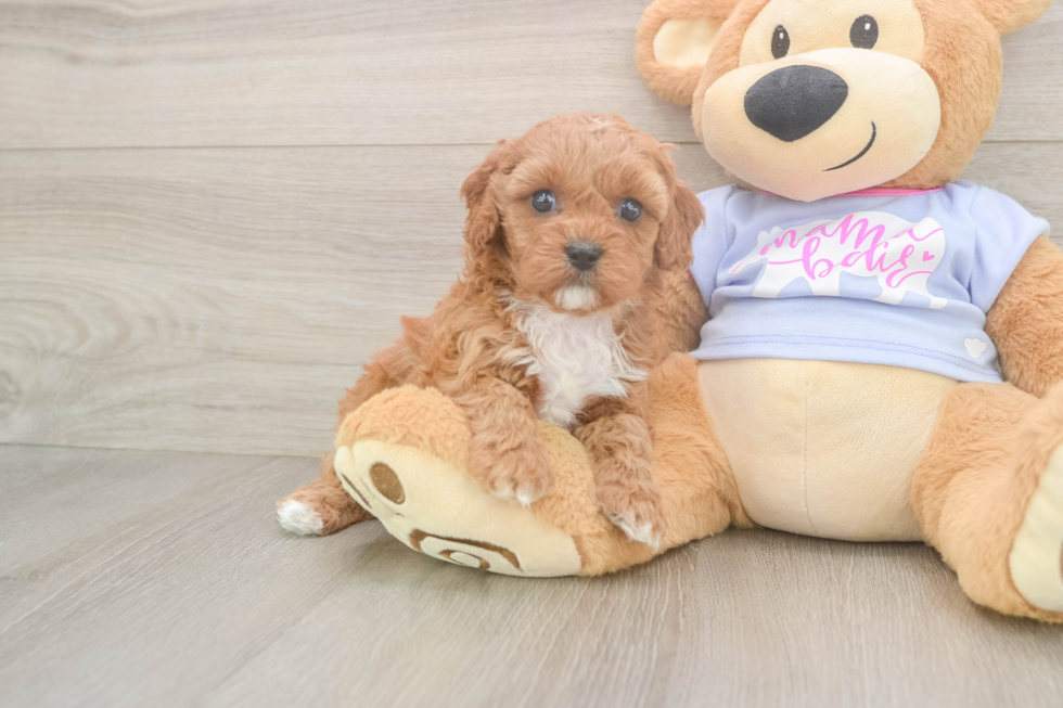 Cute Cavapoo Baby