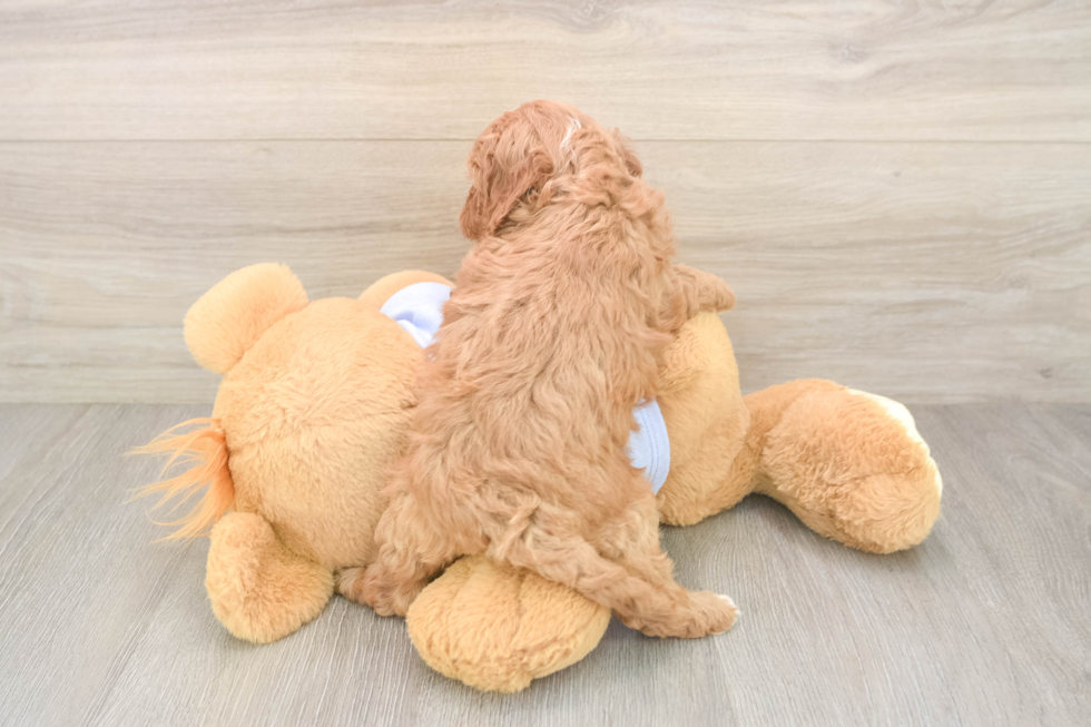 Best Cavapoo Baby