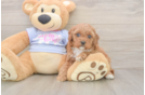 Cavapoo Pup Being Cute