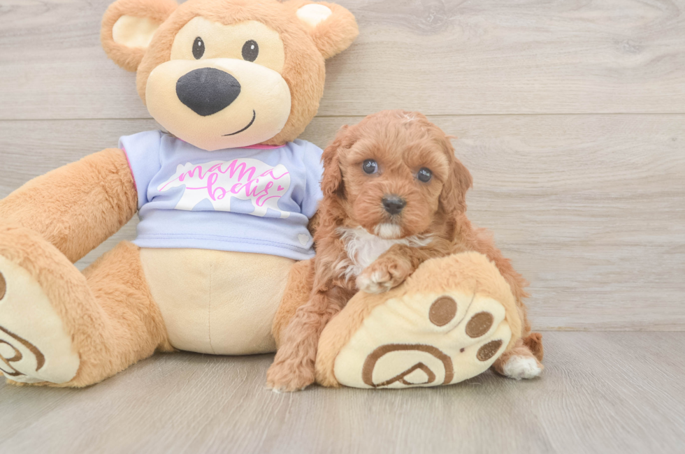 5 week old Cavapoo Puppy For Sale - Seaside Pups