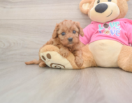 7 week old Cavapoo Puppy For Sale - Seaside Pups