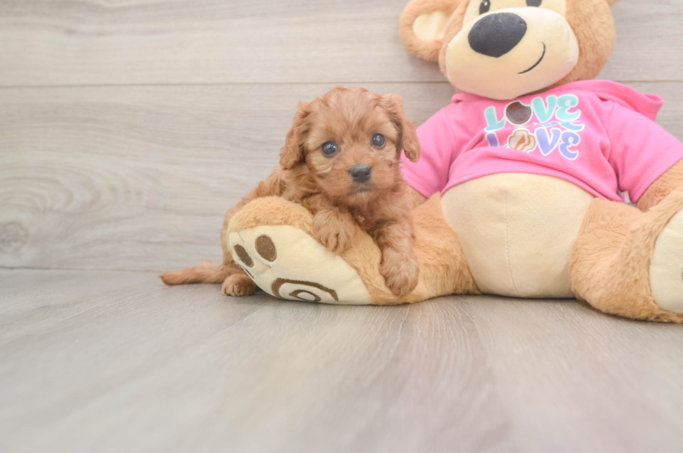 5 week old Cavapoo Puppy For Sale - Seaside Pups