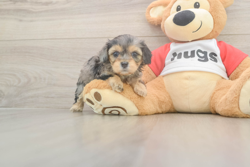 Energetic Cavoodle Poodle Mix Puppy