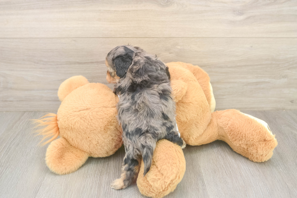Funny Cavapoo Poodle Mix Pup