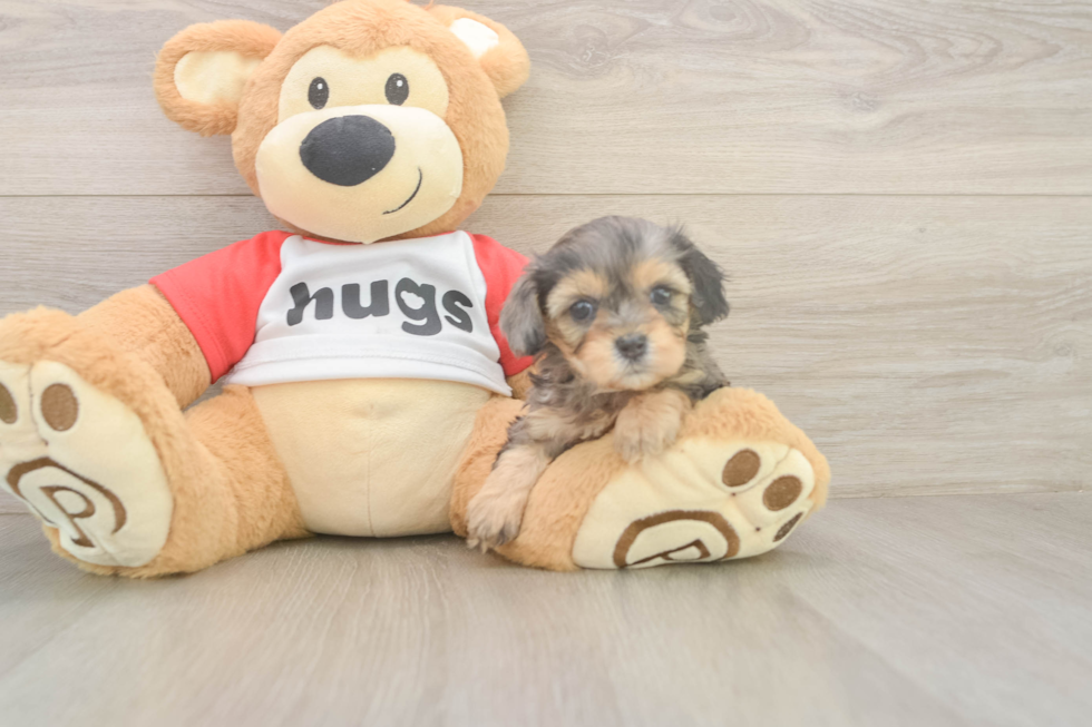 Cavapoo Pup Being Cute
